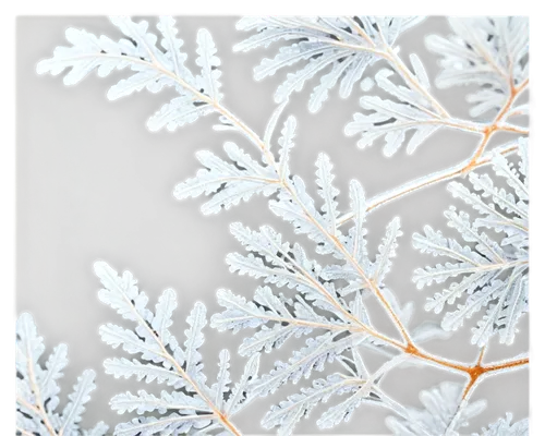 Delicate snowflakes, intricate patterns, frosty white, translucent, lacy edges, gentle fall, soft focus, shallow depth of field, warm lighting, macro shot, extreme close-up, detailed texture, fragile 