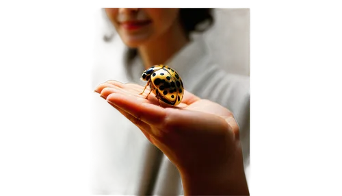 photoshoot butterfly portrait,lepidopterist,butterfly moth,tiger turtle,ornithoptera,junonia,boloria,melitaea,butterfly effect,miniaturist,butterfly isolated,atlas moth,pallasite,moth,butterfly,brooch,saturniidae,lepidoptera,lepidopterists,french butterfly,Photography,Black and white photography,Black and White Photography 14