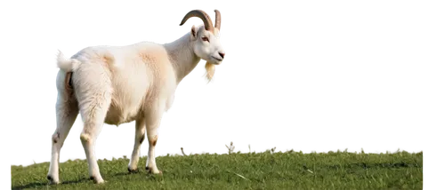 anglo-nubian goat,goatflower,ibexes,addax,gazelle,north american wild sheep,goatsucker,bakra,herfkens,ramified,bakri,llambi,wild sheep,mountain sheep,goat pépito,llambias,antelope,gras,muldaur,baa,Illustration,Realistic Fantasy,Realistic Fantasy 09