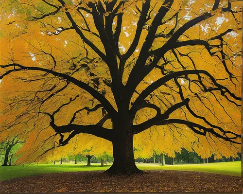 Imagine a gloomy autumn day beneath the towering branches of a European ash tree.,autumn tree,deciduous tree,maple tree,ash-maple trees,deciduous trees,oregon white oak,european beech,scarlet oak,oak 