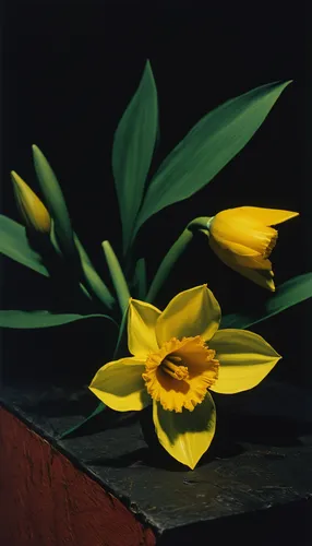 tulipa sylvestris,still life of spring,yellow avalanche lily,yellow petals,avalanche lily,yellow daffodil,yellow tulips,yellow bells,yellow canada lily,yellow orange tulip,yellow petal,yellow flower,tulipa,yellow flowers,yellow bell,daffodil,flower painting,the trumpet daffodil,daffodils,fritillaria imperialis,Photography,Documentary Photography,Documentary Photography 15