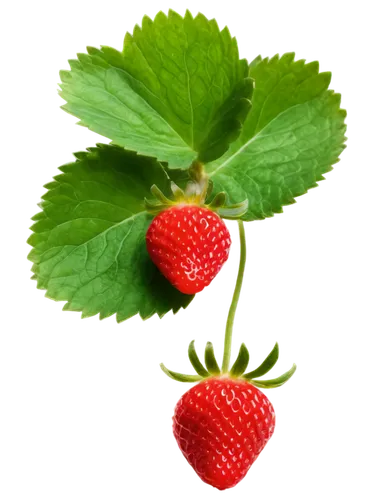 Strawberry, ripe, red skin, green leaves, sweet juicy flesh, macro shot, extreme close-up, shallow depth of field, warm lighting, soft focus, detailed texture, studio setting, isolated on white backgr