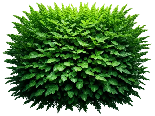 intensely green hornbeam wallpaper,aaa,decorative bush,hornbeam hedge,tobacco bush,patrol,kangkong,fingerbush,wall,thuja,shrub,fir green,aa,cherry laurel,mentha,european pipe shrub,holly leaves,lemon myrtle,hornbeam,beech hedge,Illustration,Japanese style,Japanese Style 11