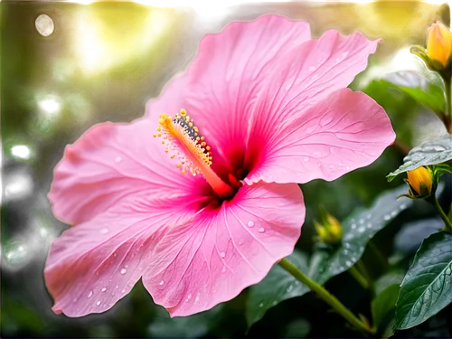 Hibiscus flower, delicate petals, soft pink color, yellow center, gentle curved shape, slender stem, green leaves, subtle texture, morning dew, natural light, 3/4 composition, shallow depth of field, 