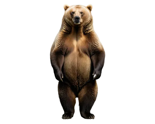 brown bear,european brown bear,bearlike,bear,nordic bear,ursine,scandia bear,great bear,grizzly bear,bear guardian,bearse,ateles,bear bow,brown bears,bearup,ursus,bearish,trinket,orso,megatherium,Photography,Documentary Photography,Documentary Photography 04