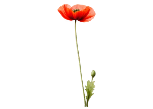 red poppy,red flower,klatschmohn,poppy flower,red carnation,poppy plant,red anemone,flowers png,red ranunculus,poppy red,red poppy on railway,red gerbera,flower background,minimalist flowers,poppy flowers,red poppies,papaver,flower wallpaper,red petals,papaver orientale,Illustration,Realistic Fantasy,Realistic Fantasy 06