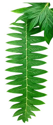 palm leaf,fern leaf,tropical leaf,leaf fern,coconut leaf,palm tree vector,palm leaves,jungle leaf,banana leaf,tropical leaf pattern,mape leaf,frond,fan leaf,fan palm,custody leaf,fir fronds,fern fronds,fern plant,tree leaf,chestnut leaf,Illustration,Realistic Fantasy,Realistic Fantasy 31