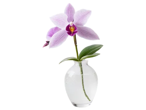 laelia,orchid flower,orchidaceae,orchid,pleione,lilac orchid,phalaenopsis orchid,mixed orchid,flowers png,wild orchid,tradescantia,purple flower,butterfly orchid,moth orchids,orquera,butterwort,phalaenopsis,flower purple,roscoea,caladenia,Photography,Black and white photography,Black and White Photography 13