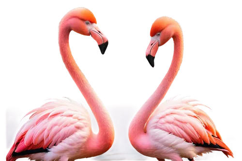 Kissing flamingos, pink feathers, long necks entwined, soft beaks touching, romantic gaze, sunset background, warm light, gentle ripples on water, 3/4 composition, shallow depth of field, vibrant colo