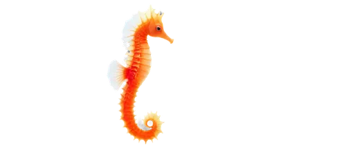 garridos,krill,koi,garrisoned,gopendra,oarfish,dragonfish,flaming torch,garriott,koi fish,guardfish,arowanas,wurm,bloodworm,squirrelfish,arowana,ornamental shrimp,garrison,garriga,salmonidae,Photography,General,Natural