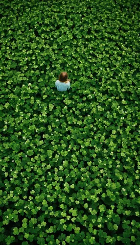 Write a poem capturing the joy of discovering a 4 leaf clover in a crowded field.,green wallpaper,lily pad,clover leaves,pennywort,4-leaf clover,girl lying on the grass,four-leaf clover,five-leaf clov