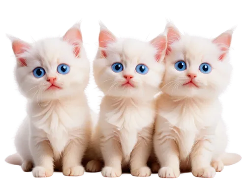 snowcats,catterns,kittens,white cat,vintage cats,georgatos,kittenish,baby cats,pussycats,cute cat,kits,blue eyes cat,doll cat,cat family,gatos,breed cat,catsoulis,kitties,cats angora,triplets,Illustration,Paper based,Paper Based 12