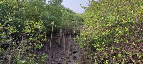 disused railway line,eastern mangroves,the roots of the mangrove trees,ditch side,black bamboo,sundarban,railroad trail,mangroves,bamboo forest,sunderbans,hiking path,mangrove,waggonway,trackbed,sunda