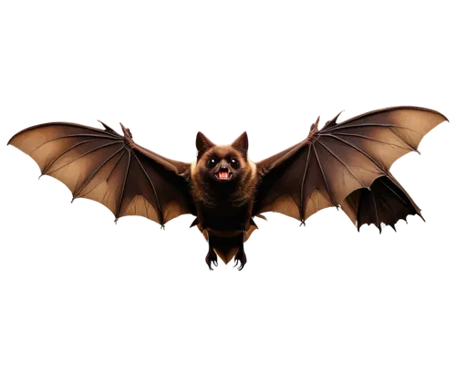 fruit bat,megabat,vampire bat,bat,tropical bat,big brown bat,little red flying fox,bat smiley,lantern bat,hanging bat,flying fox,bats,mouse eared bat,belgian shepherd,belgian shepherd dog,little brown myotis,belgian shepherd malinois,flying dog,schipperke,pipistrelles,Illustration,Black and White,Black and White 12