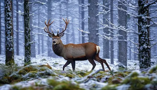 This striking photo, showing a red deer in the snowy Caledonian forest, was taken by Daphne Wong. It was highly commended,winter deer,european deer,red deer,male deer,whitetail,pere davids male deer,f