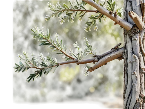 Olive tree, Mediterranean landscape, twisted trunk, small white flowers, green olives, leafy branches, rustic wooden fence, warm sunlight, soft focus, 3/4 composition, shallow depth of field, natural 