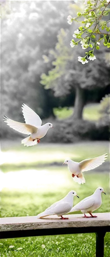 doves of peace,silver gulls,white pigeons,seagull in flight,seagull flying,birds in flight,white dove,flying tern,black headed gulls,doves,flying sea gulls,dove of peace,tern flying,doves and pigeons,seagulls,flying birds,gulls,pigeon flight,birds flying,bird flight,Conceptual Art,Fantasy,Fantasy 11