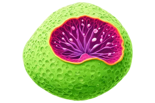 Fungi cell diagram, microscopic view, spherical shape, thick cell wall, plasma membrane, cytoplasm, nucleus, mitochondria, ribosomes, endoplasmic reticulum, golgi apparatus, lysosome, vacuole, chromat