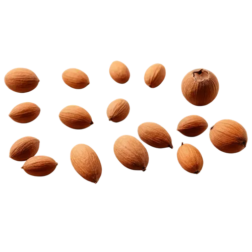 almond nuts,unshelled almonds,indian almond,almonds,pine nuts,almond,pine nut,argan tree,apricot kernel,argan trees,argan,beaked hazelnut,almond meal,salted almonds,hazelnuts,wooden balls,almond oil,walnuts,dried apricots,tree nut,Photography,Fashion Photography,Fashion Photography 19