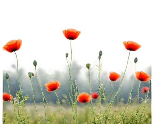 poppy flowers,poppies,red poppies,klatschmohn,red poppy,mohn,orange poppy,poppy field,poppy fields,corn poppies,poppy plant,poppy flower,a couple of poppy flowers,papaver,iceland poppy,papaver orientale,red anemones,field of poppies,orange red flowers,poppy anemone,Illustration,Japanese style,Japanese Style 21