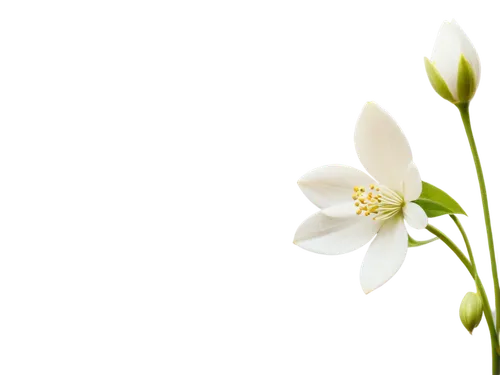 Delicate five-petaled white flower, soft petals, golden anthers, slender stem, green leaves, gentle curves, warm sunlight, 3/4 composition, shallow depth of field, soft focus, pastel color tone.,flowe