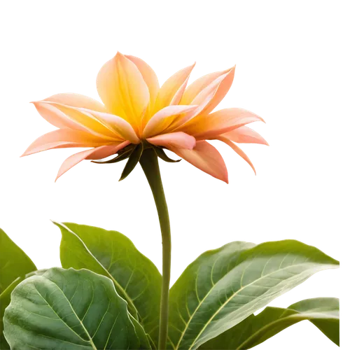 flower background,flower wallpaper,orange dahlia,orange flower,chrysanthemum background,flower of dahlia,garden dahlia,gerbera flower,star dahlia,dahlia bloom,dahlia pink,flame flower,flowers png,dahlia flower,orange lily,two-tone flower,blooming lotus,lily flower,flower in sunset,paper flower background,Illustration,Realistic Fantasy,Realistic Fantasy 09