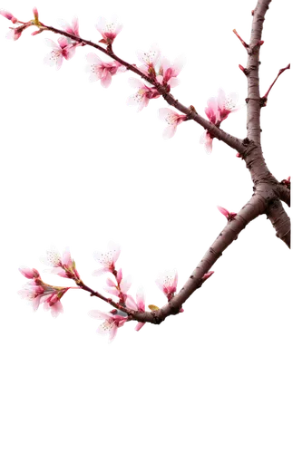 cherry blossom branch,cherry branches,sakura branch,plum blossom,plum blossoms,sakura flower,apricot blossom,ornamental cherry,sakura cherry tree,sakura wreath,japanese cherry blossom,pink cherry blossom,sakura blossoms,japanese sakura background,flowers png,the plum flower,sakura flowers,apricot flowers,sakura tree,japanese floral background,Art,Classical Oil Painting,Classical Oil Painting 21