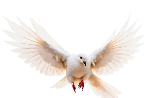 dove of peace,doves of peace,peace dove,white dove,holy spirit,peacocke,white bird,white pigeon,dove,pentecost,white eagle,kagu,pentecostalist,bird png,angel wing,white pigeons,doves,uniphoenix,cygnes,aguiluz,Illustration,Vector,Vector 08