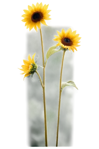 sunflower lace background,sun flowers,yellow gerbera,sunflowers,rudbeckia,helianthus,sun daisies,coneflowers,sunflower paper,silphium,sunflower,small sun flower,arnica,helianthus occidentalis,stored sunflower,sun flower,black-eyed susanne,rudbeckia fulgida,flowers sunflower,calenduleae,Photography,Black and white photography,Black and White Photography 13