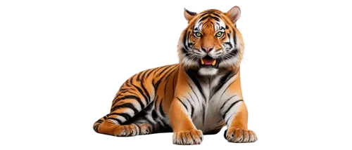 tiger png,bengal tiger,bengalensis,tigar,bengal,asian tiger,harimau,a tiger,tigert,tiger,bengalenuhu,tigerish,tigor,sumatrana,hottiger,siberian tiger,tigress,sumatran tiger,stigers,tigerle,Illustration,Vector,Vector 11