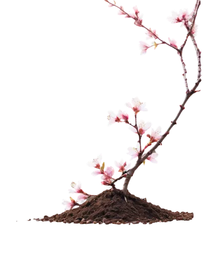 cherry blossom branch,sakura branch,cherry blossom tree,sakura tree,ornamental cherry,cherry branches,blossom tree,japanese sakura background,cherry branch,japanese floral background,sakura wreath,sakura cherry tree,cherry tree,japanese cherry blossom,flourishing tree,small tree,sakura flower,spring leaf background,almond tree,blooming tree,Art,Artistic Painting,Artistic Painting 35