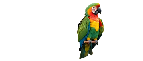 macaw,south american parakeet,gouldian,macaw hyacinth,sun parakeet,beautiful macaw,yellow macaw,scarlet macaw,toco toucan,yellow green parakeet,guacamaya,toucan,keel billed toucan,conure,toucanet,tiger parakeet,macaws on black background,yellowish green parakeet,caique,rainbow lorikeet,Photography,Documentary Photography,Documentary Photography 08