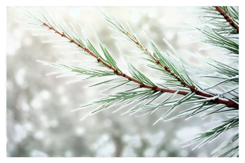 fir-tree branches,fir branches,fir tree decorations,fir needles,snow in pine trees,pine needles,evergreen trees,blue spruce,fir tree,snow in pine tree,fir trees,pine branches,balsam fir,fir branch,pine needle,pine tree branch,nordmann fir,snowflake background,canadian fir,spruce needles,Illustration,American Style,American Style 04