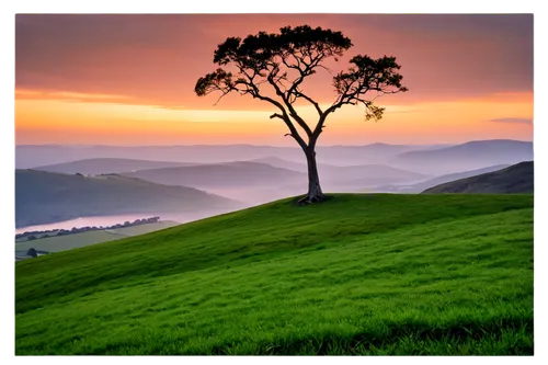 marin county,munnar,landscape background,kudremukh,idukki,valparai,nilgiris,chikmagalur,mullaperiyar,lone tree,nature background,thekkady,coonoor,beautiful landscape,wayanad,isolated tree,background view nature,windows wallpaper,ooty,coorg,Conceptual Art,Oil color,Oil Color 14