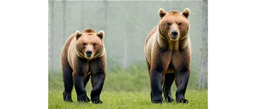 Wildlife in European forest, brown bear, solo, adult, standing, strong muscles, fluffy fur, green forest background, afternoon sunlight filtering through trees, 3/4 composition, shallow depth of field