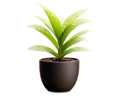 green plant,potted plant,fern plant,hostplant,dark green plant,dracena,resprout,potted palm,dracaena,zamia,houseplant,container plant,growth icon,aspidistra,oil-related plant,seedling,cryptanthus,bulbous plant,lantern plant,small plant,Conceptual Art,Daily,Daily 01