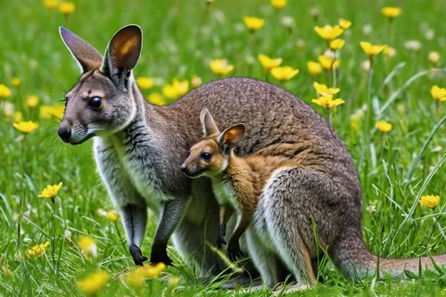 Write a heartwarming story about a mother wallaby and her joey frolicking in a sunlit meadow.,kangaroo with cub,rednecked wallaby,macropus giganteus,macropus rufogriseus,kangaroos,eastern grey kangaro