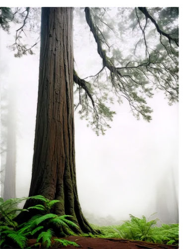 Redwood tree, giant trunk, towering height, sprawling branches, green leaves, misty atmosphere, soft fog, morning dew, warm sunlight filtering through canopy, 3/4 composition, shallow depth of field, 