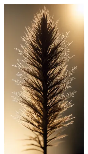 fir tree silhouette,elymus,pine tree,xanthorrhoea,fir tree,silversword,palm tree vector,larix,feather bristle grass,gymnosperm,fir needles,fishtail palm,dendritic,dendrite,picea,tamarisk,spruce needles,araucaria,palmtree,metasequoia,Photography,Artistic Photography,Artistic Photography 13