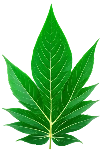 mape leaf,walnut leaf,chestnut leaf,custody leaf,leaf background,tropical leaf,fig leaf,tree leaf,bay-leaf,fan leaf,jungle leaf,tropical leaf pattern,bo leaf,green leaf,mammoth leaf,bay leaf,the leaves of chestnut,broadleaf,leaf,beech leaf,Art,Artistic Painting,Artistic Painting 08