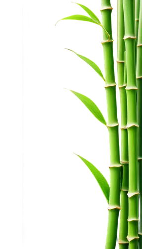 Bamboo sticks, green leaves, joint nodes, delicate branches, natural texture, warm sunlight, shallow depth of field, 3/4 composition, close-up shot, soft focus, cinematic lighting, morning dew, gentle