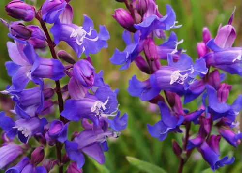 india hyacinth,larkspur,hyacinths,grape hyacinths,muscari armeniacum,lupinus mutabilis,blue grape hyacinth,heath orchid,siberian squill,lupine,texas bluebonnet,lupines,lupins,bluebell,bluebonnet,grape-hyacinth,muscari,grape hyacinth,gentians,delphinium,Conceptual Art,Fantasy,Fantasy 04