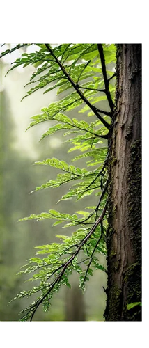 metasequoia,ferns,fern plant,fern fronds,fern leaf,green wallpaper,pteris,tree ferns,leaves frame,nature background,leaf fern,polypodium,defocus,green forest,wakefern,forest moss,fir forest,pine branches,fir-tree branches,green leaves,Conceptual Art,Sci-Fi,Sci-Fi 05