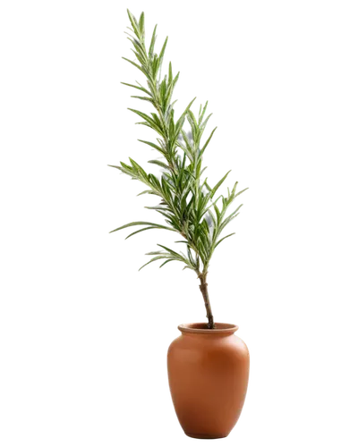 potted plant,sweet grass plant,ornamental plant,lomandra,potted tree,brachypodium,ikebana,hostplant,small plant,potted palm,green plant,gymnosperm,dracena,houseplant,dracaena,pot plant,boxwood,small tree,dwarf pine,indoor plant,Illustration,Vector,Vector 04