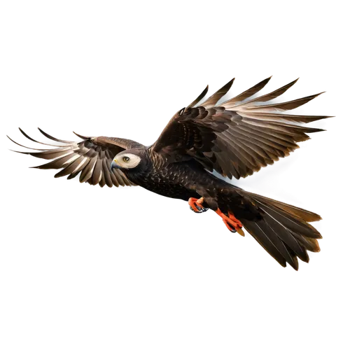 bearded vulture,aguila,3d crow,falconidae,red tailed kite,harris hawk in flight,eagle vector,falconiformes,bird in flight,changeable hawk-eagle,black kite,microraptor,lanner falcon,flying hawk,rapace,magpie,african fishing eagle,bird flying,african fish eagle,marsh harrier,Conceptual Art,Oil color,Oil Color 13