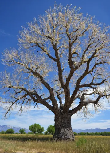 Bonanza Cottonwood.jpg,adansonia,argan tree,baobab oil,argan trees,slippery elm,carob tree,plane-tree family,californian white oak,jaggery tree,bodhi tree,isolated tree,celtic tree,bare tree,yoshua tr