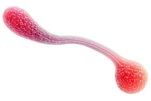 flagella,pylori,spermatozoa,azoospermia,spermatogenesis,spermatozoon,spermatogonia,desulfovibrio,melanosomes,menorrhagia,cryptosporidiosis,spirochete,klebsiella,telomere,listeriosis,golgi,telomeres,vibrio,spirochetes,immunocontraception,Illustration,Black and White,Black and White 21