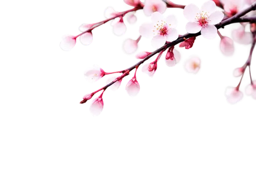 japanese sakura background,japanese floral background,sakura background,cherry blossom branch,plum blossoms,plum blossom,sakura blossoms,sakura flowers,sakura tree,sakura cherry tree,sakura flower,japanese cherry,japanese cherry blossom,cherry blossoms,spring background,japanese cherry blossoms,cherry branches,cherry blossom,sakura branch,sakura blossom,Conceptual Art,Daily,Daily 22