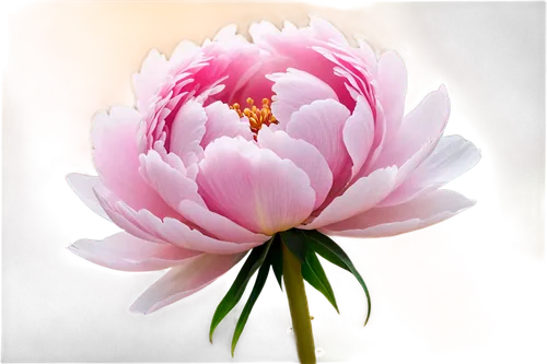 pink chrysanthemum,pink water lily,lotus flowers,sacred lotus,flowers png,peony pink,lotus flower,lotus blossom,lotus ffflower,dahlia pink,water lily flower,flower of water-lily,pink peony,golden lotus flowers,lotus png,chrysanthemum background,pink water lilies,peony,lotus effect,pink flower,Conceptual Art,Daily,Daily 24