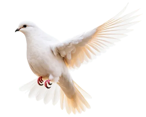 dove of peace,doves of peace,peace dove,white dove,white pigeon,bird png,peacocke,white pigeons,white eagle,white bird,holy spirit,kagu,dove,white grey pigeon,gwe,carrier pigeon,fairy tern,whitelocke,cygnes,doves,Conceptual Art,Daily,Daily 23